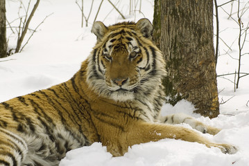 Siberian tiger