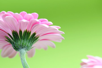 Pinke Blume aus Froschperspektive