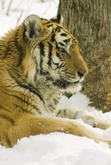 Siberian tiger