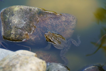 Kröte