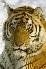 Siberian tiger
