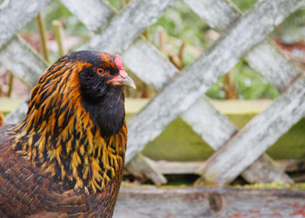 Black and gold hen fence