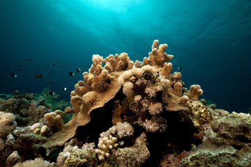Fototapeta na wymiar Underwater scenery in the Red Sea.