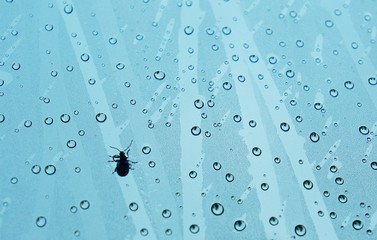 bug on the glass 2