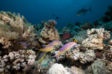 Goatfish and trevally the Red Sea.