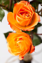 Orange roses