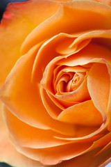 Extreme close-up of an orange rose