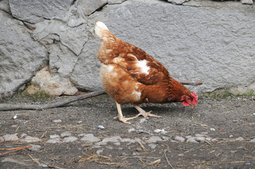 Hen