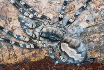 Closeup of Poecilotheria sp. tarantula