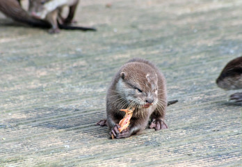 Baby otter (L. Lutra) eats its meal