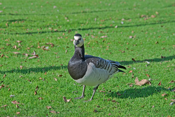 Canada goose (Branta canadensis) stands on the green grass