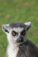 Portrait of a sad ring-tailed lemur (Lemur Catta)