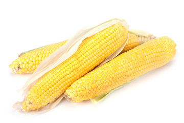 Sweet corn ripe