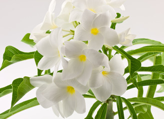 Naklejka na ściany i meble fleurs blanches de frangipanier