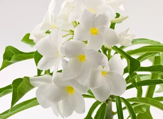 Papier Peint photo autocollant Frangipanier fleurs blanches de frangipanier