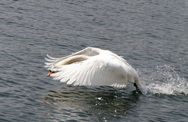 Swan rising.