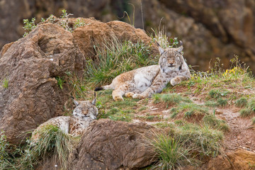 Two eurasian lynxes
