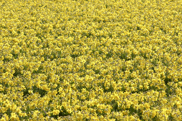 Daffodils