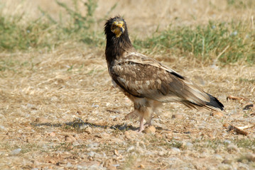 Obraz premium Alimoche semiadulto