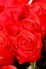 beautiful roses