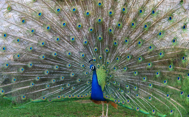 Peacock
