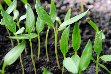 pepper seedlings