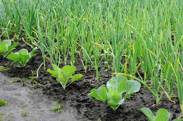 vegetable garden