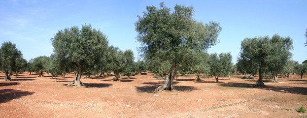 panoramica ulivi new