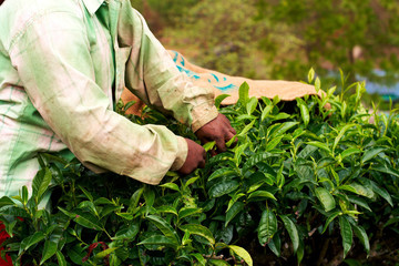 Tea plantation