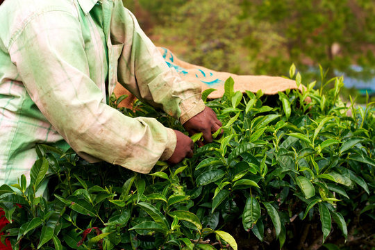 Tea plantation