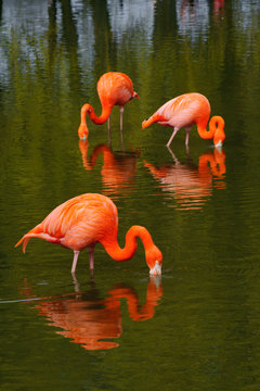Fototapeta Three flamingo's feeding in a pool at Whipsnade zoo