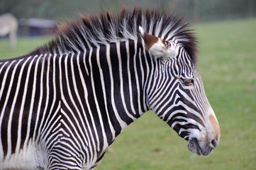 Fototapeta na wymiar Zebra head