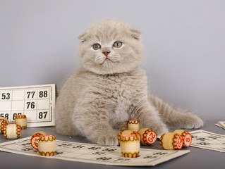 Lilac Scottish kitten playing in a bingo.
