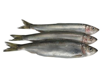 three fresh herrings