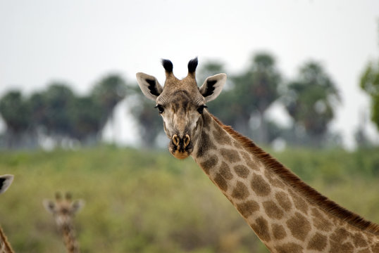 Masai giraffe, Selous National Park, Tanzania