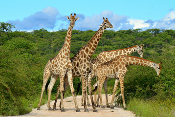 giraffe in Etosha nat.park,Namibia