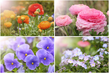 Collage aus typischen Frühlingsblumen
