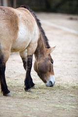 Przewalski's Horse (Equus ferus przewalskii,Тахь, Takhi or D