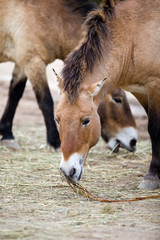 Naklejka na ściany i meble Przewalski's Horse (Equus ferus przewalskii,????, Takhi or D