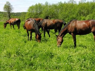 herd of young horses grazing on the meadow