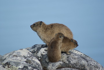IRACE DEL CAPO © erikapalla