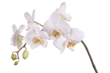 Fototapeta na wymiar Biała orchidea oddziału, samodzielnie