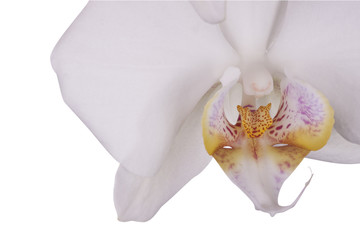 White orchid, isolated
