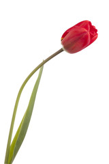 Easter Flower, red tulip isolated