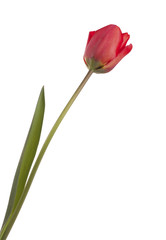 Red isloated tulip