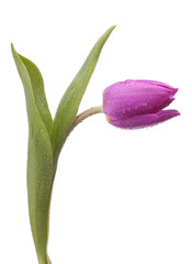 Isolated tulip