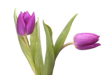 2 Isolated purple tulips