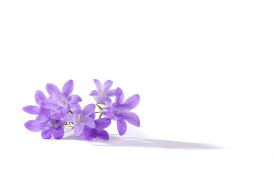 Purple flowers, isolated