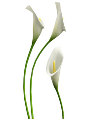 3D callas