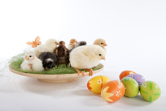 Many baby chicken near Easter eggs